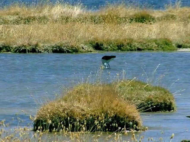 Avoceta Andina - ML201562421