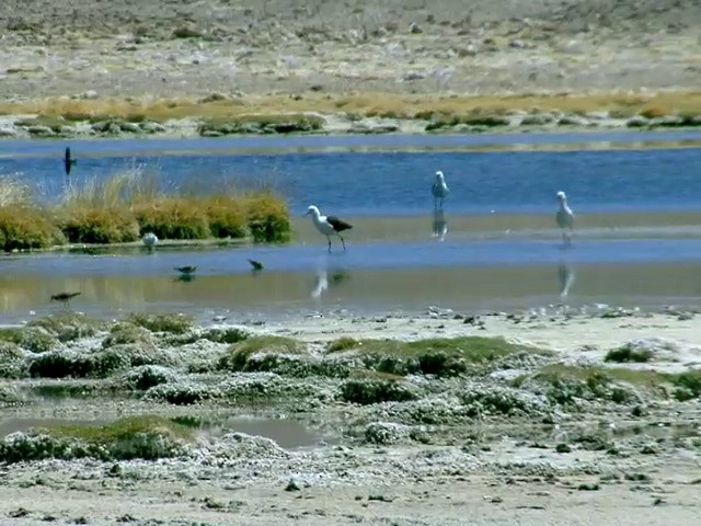 Andean Avocet - ML201562431