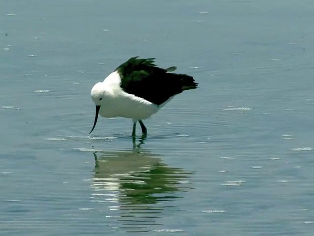 Andean Avocet - ML201562441