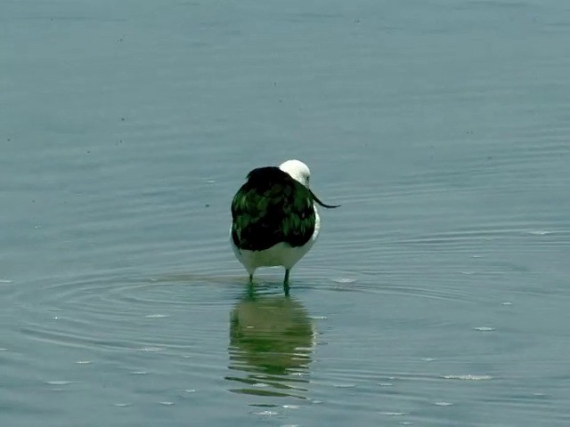 Andean Avocet - ML201562451