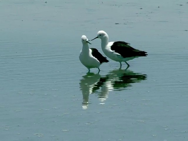 Avoceta Andina - ML201562461