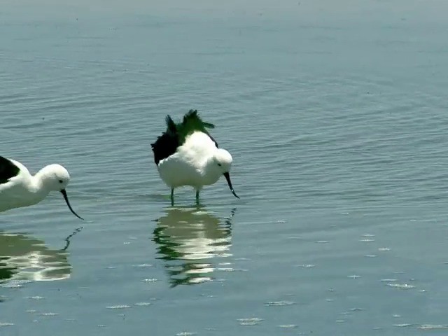 Avoceta Andina - ML201562471