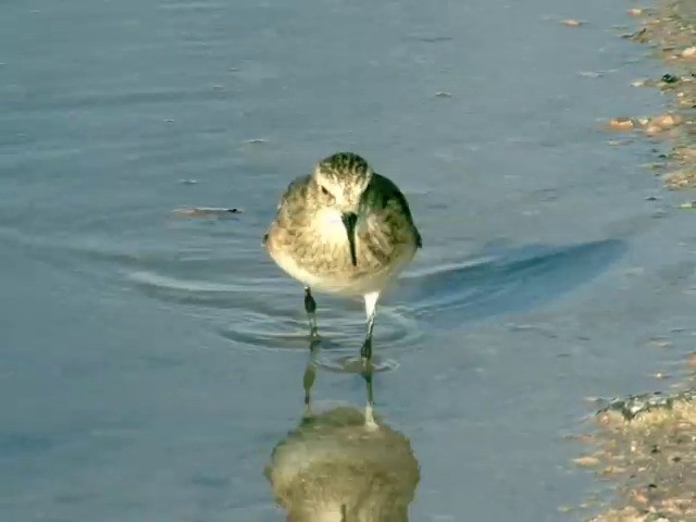 Baird's Sandpiper - ML201562531