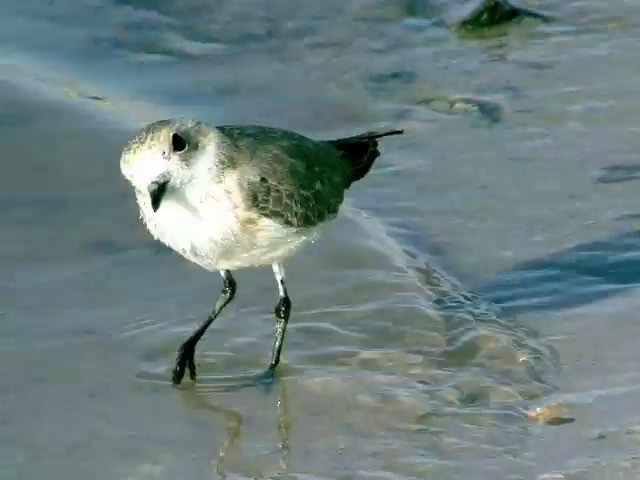 Puna Plover - ML201562541