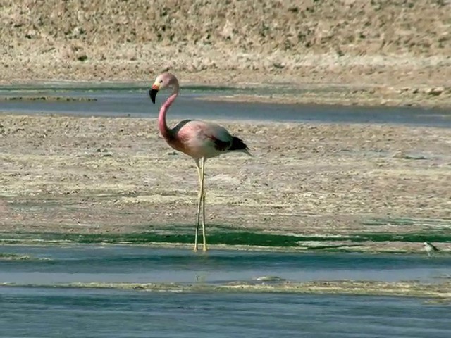 Andean Flamingo - ML201562551