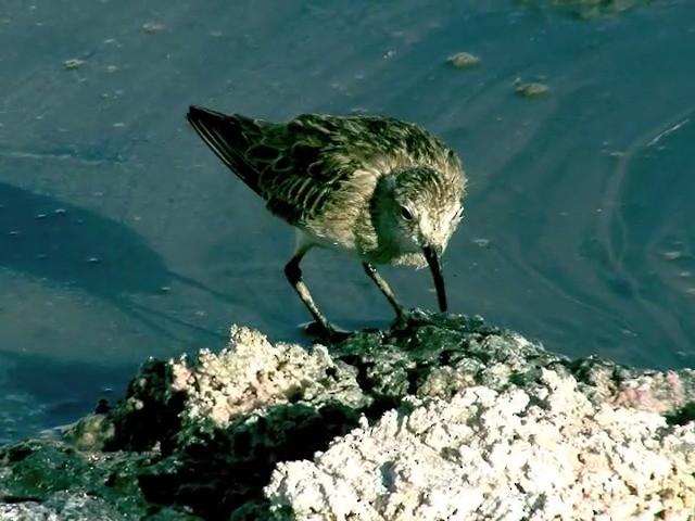 Baird's Sandpiper - ML201562571