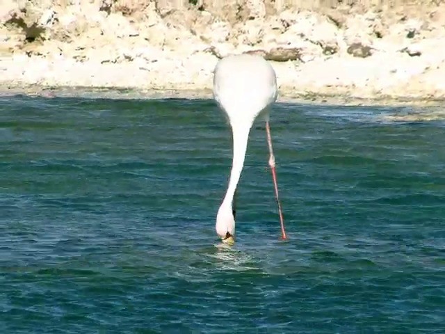 Puna Flamingosu - ML201562621