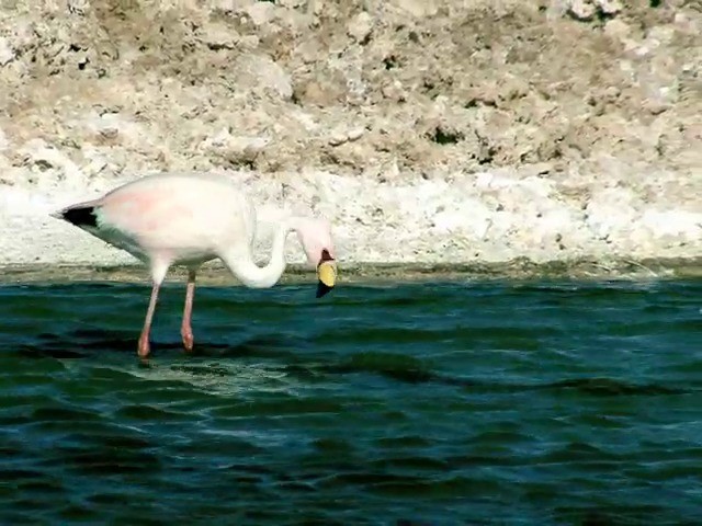 Puna Flamingosu - ML201562631
