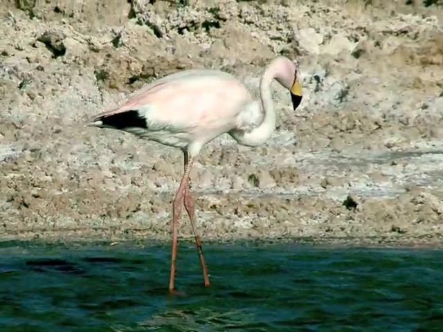 Puna Flamingosu - ML201562641