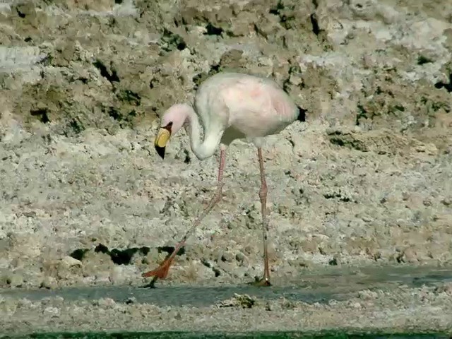 Puna Flamingosu - ML201562651
