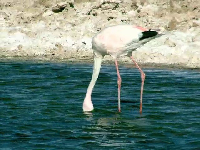 James's Flamingo - ML201562661