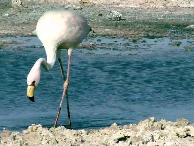 Puna Flamingosu - ML201562691