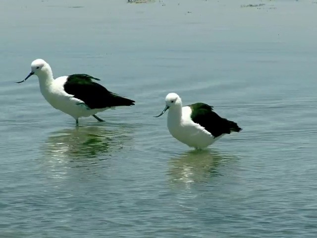 Andean Avocet - ML201562721