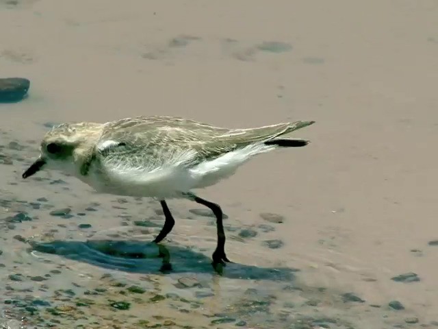 Puna Plover - ML201562731