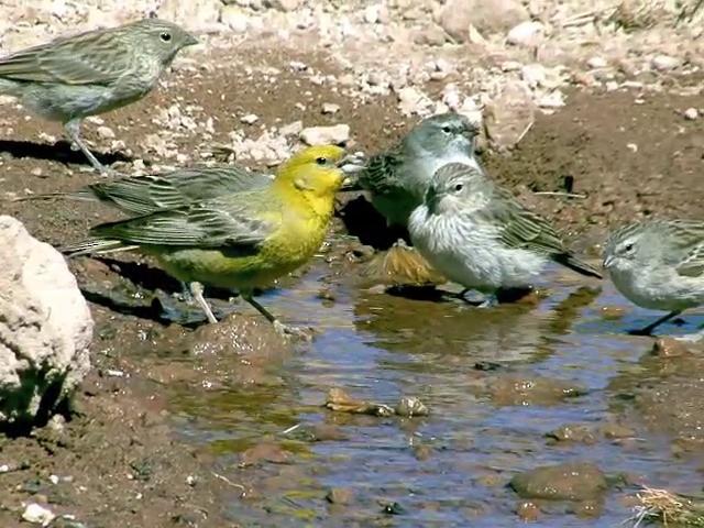 Bright-rumped Yellow-Finch - ML201562751