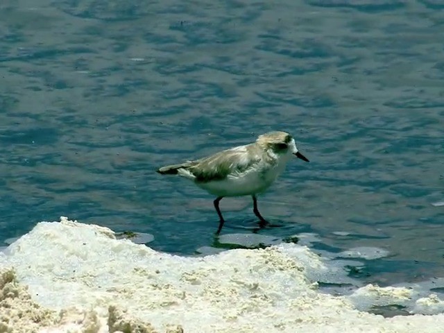 Puna Plover - ML201562761