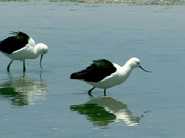 Andean Avocet - ML201562771