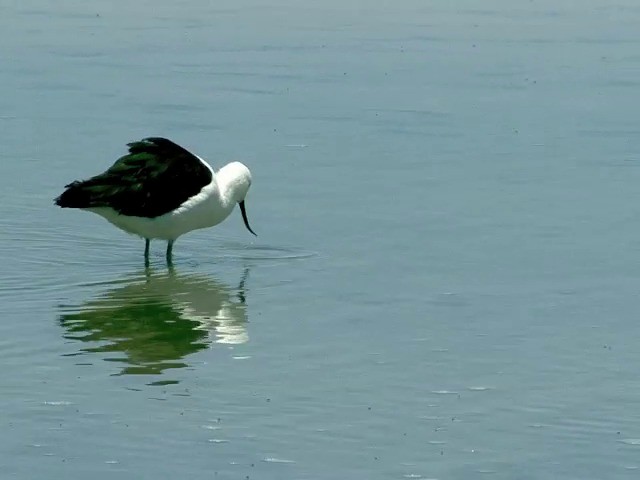 Andean Avocet - ML201562781