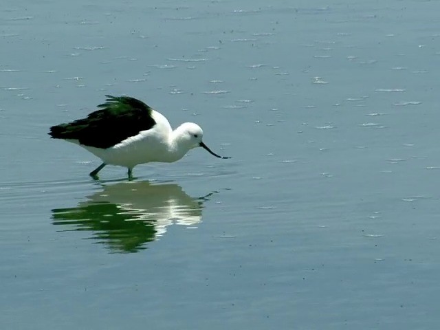 Avocette des Andes - ML201562791