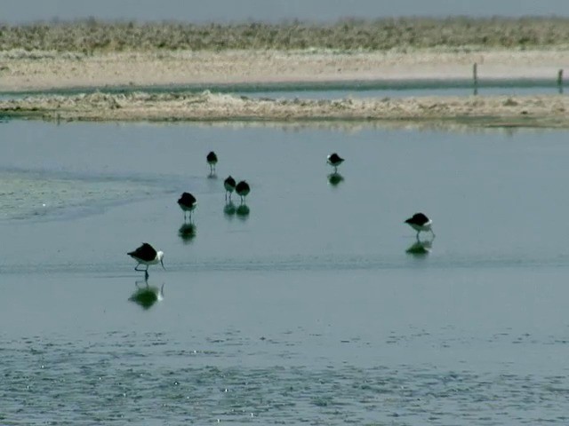 Andean Avocet - ML201562801