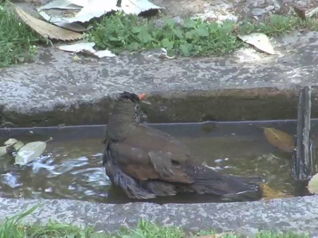 Gray-winged Blackbird - ML201562821