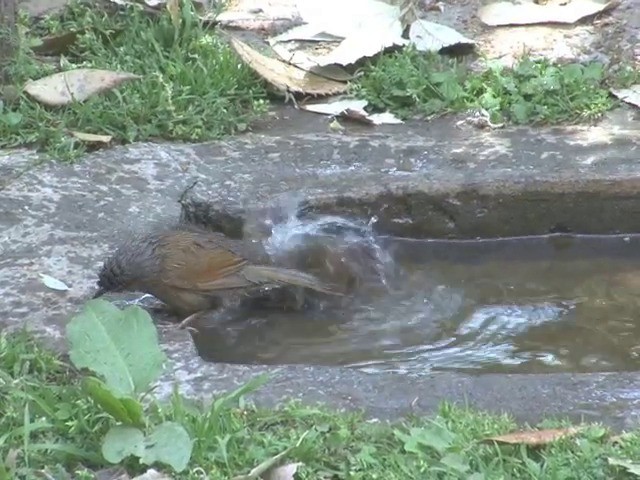 Streaked Laughingthrush - ML201562831