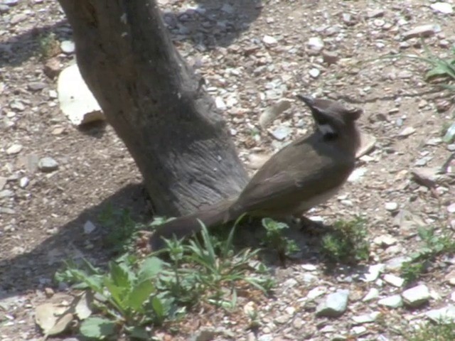 Himalayan Bulbul - ML201562841