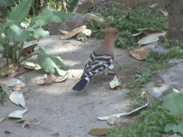 Eurasian Hoopoe (Eurasian) - ML201562851