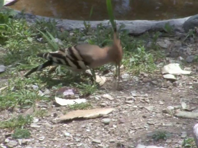 Eurasian Hoopoe (Eurasian) - ML201562861