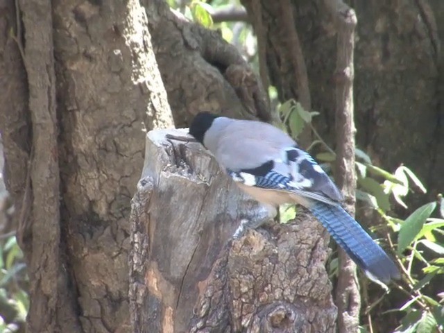 Black-headed Jay - ML201562871