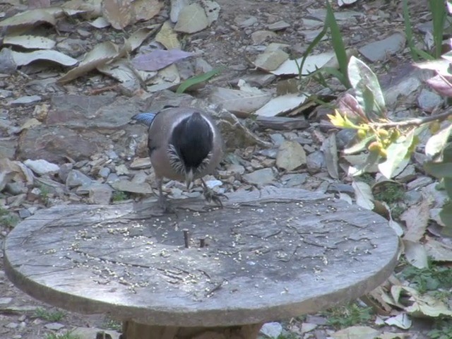 Black-headed Jay - ML201562881