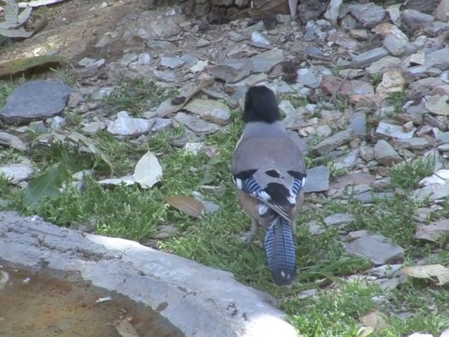 Black-headed Jay - ML201562891