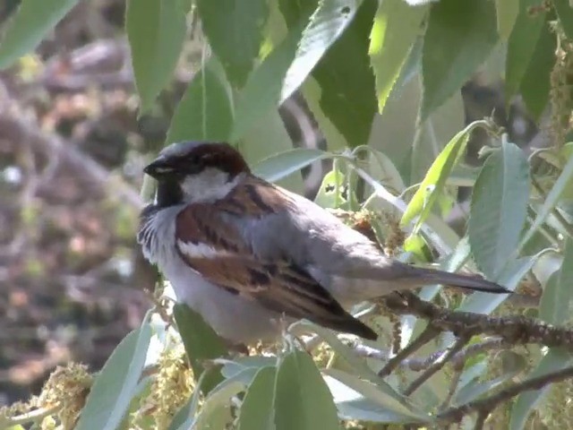 House Sparrow - ML201562901