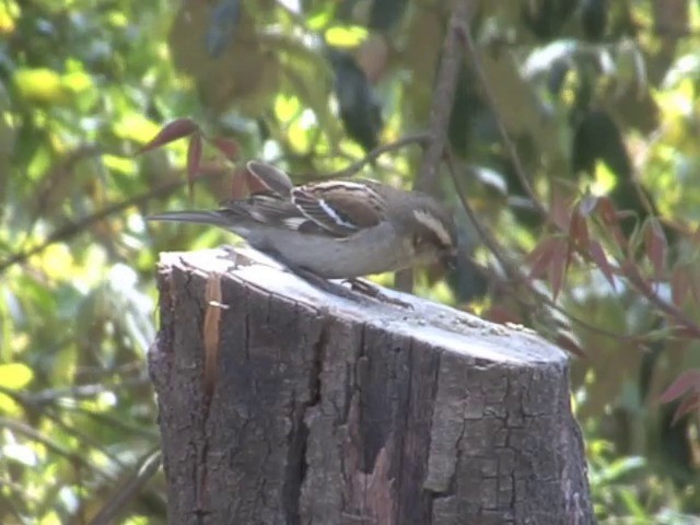 Russet Sparrow - ML201562911