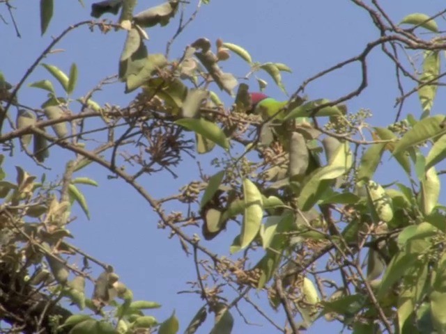 Plum-headed Parakeet - ML201562921