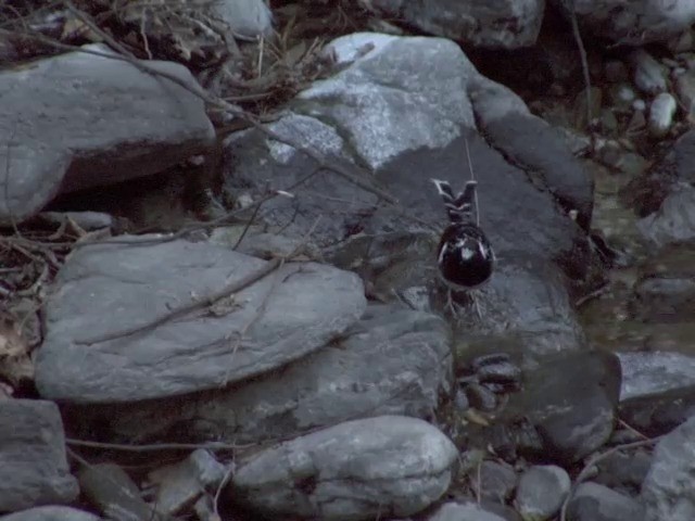 Spotted Forktail - ML201563001