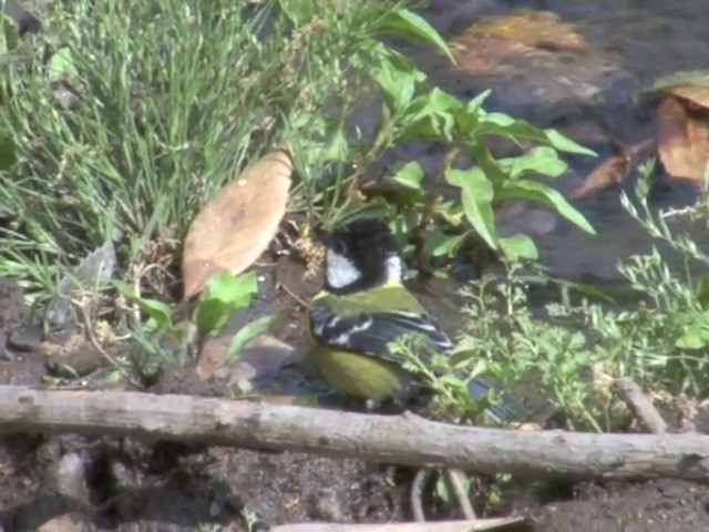 Green-backed Tit - ML201563061