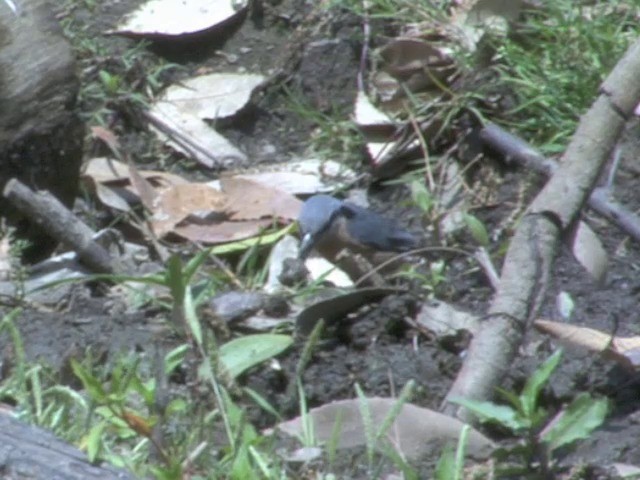 Chestnut-bellied Nuthatch - ML201563121