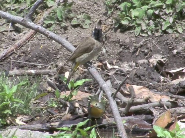 Bulbul à joues blanches - ML201563171