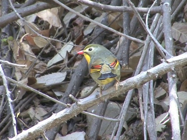 Red-billed Leiothrix - ML201563201