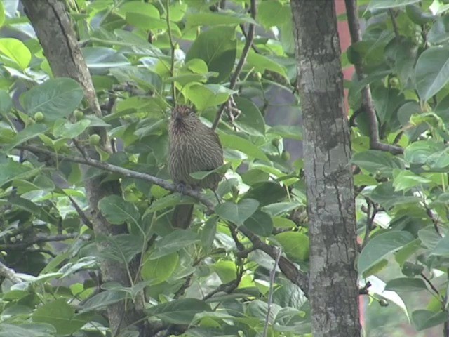 Striated Laughingthrush - ML201563241