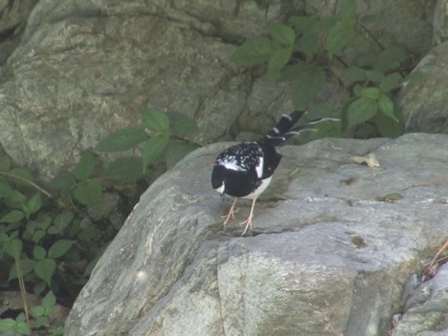 Spotted Forktail - ML201563291