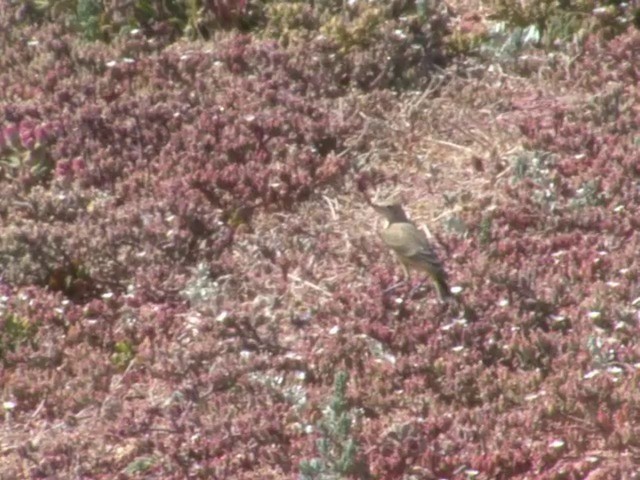 Orange Chat - ML201563361