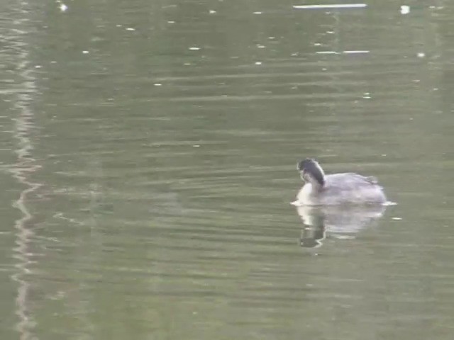 Hoary-headed Grebe - ML201563371