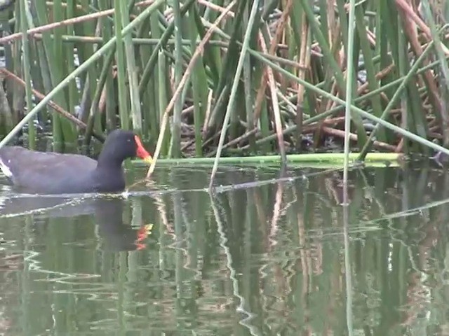 Dusky Moorhen - ML201563381