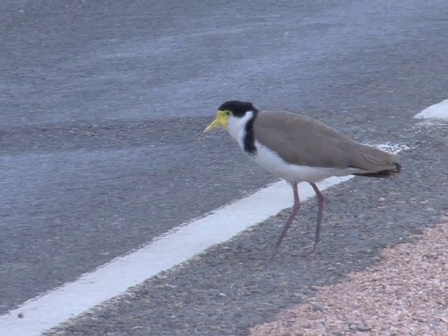 Masked Lapwing (Black-shouldered) - ML201563391