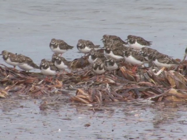 Алаг хайргач - ML201563481