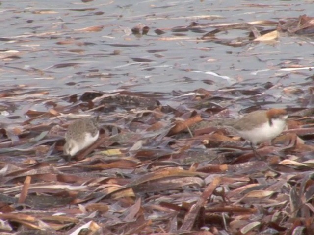 Red-capped Plover - ML201563501