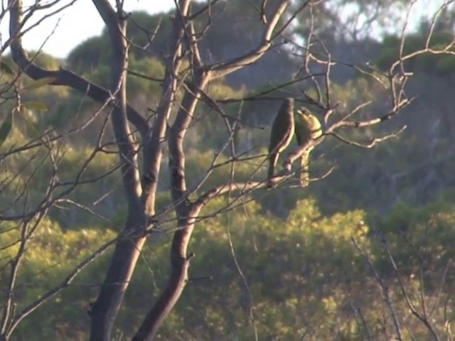 Purple-gaped Honeyeater - ML201563531