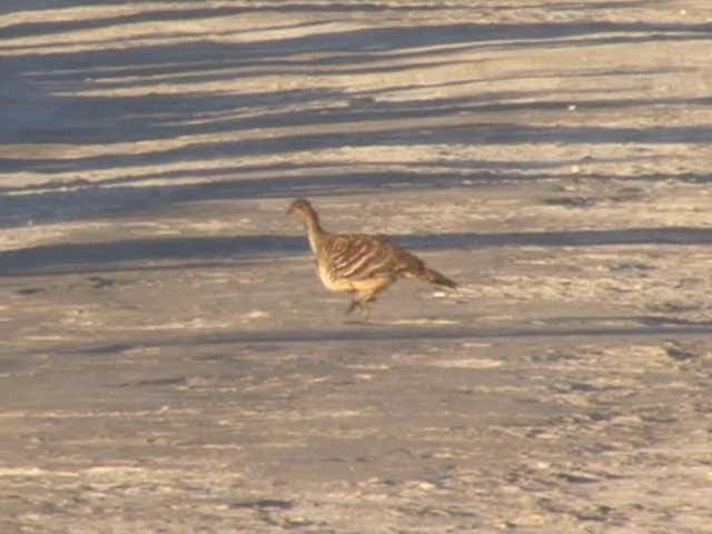 Malleefowl - ML201563541